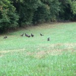Seeing Turkeys is the best sign when scouting