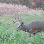 Shot Placement on Deer