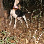 Treeing Walker hound
