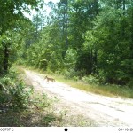 Coyote preying on fawns impacts overall deer herd health.