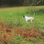 English Pointer doing what he does best.